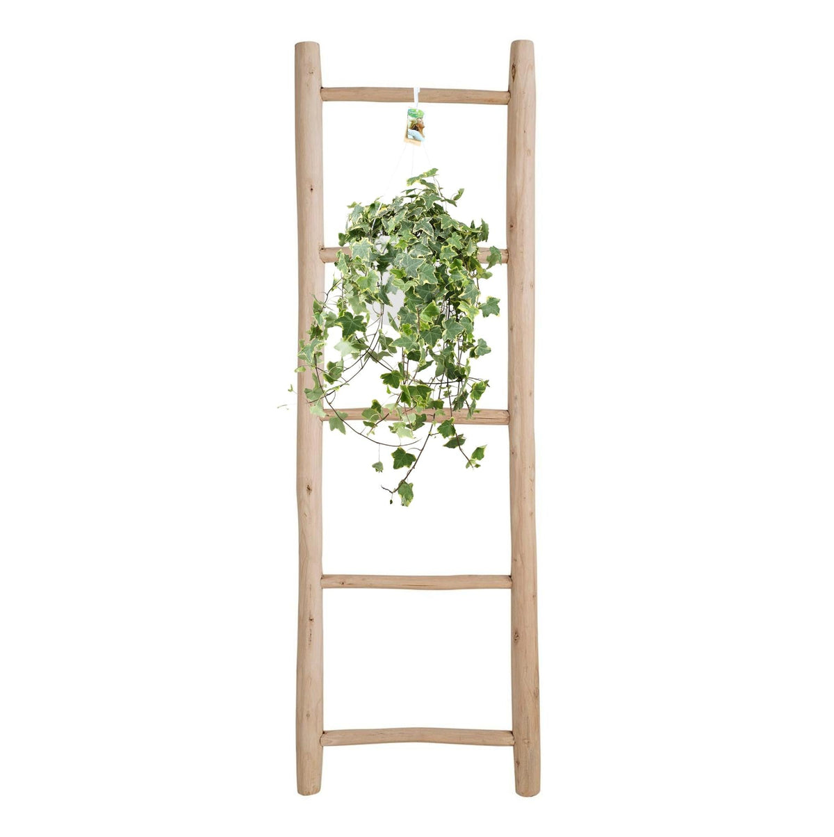 Efeu – Hedera Helix 'Gold Child' – Zimmerpflanze – Ø24 cm Topf – Höhe ca. 60 cm – Hängend & Rankend – Luftreinigend – Pflegeleicht 