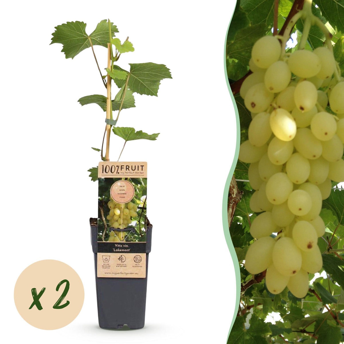 Green boutiQ - Fruit plant - Vitis vinifera Lakemont - Grape plant - Winter hardy - Golden Yellow Grape - 2 Plants - Pot 15cm - Height 50cm 