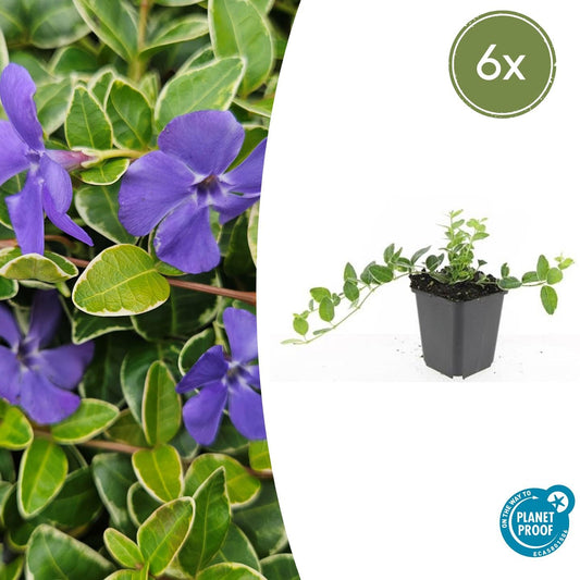 Kleinblättriges weißbuntes Immergrün Vinca minor 'Argenteovariegata' – ↕10-25cm – Ø9cm – 6 Pflanzen – Bodendecker – Violette Blüten – Wintergrün 
