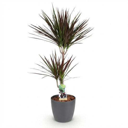 Green boutiQ - Zimmerpflanzen - Dracaena Magenta - Drachenblutbaum - Wenig Pflege - mit Potter Grau - Rot - 1 Pflanze - mit Potter Grau - Topf 21cm - Höhe 90-100cm 