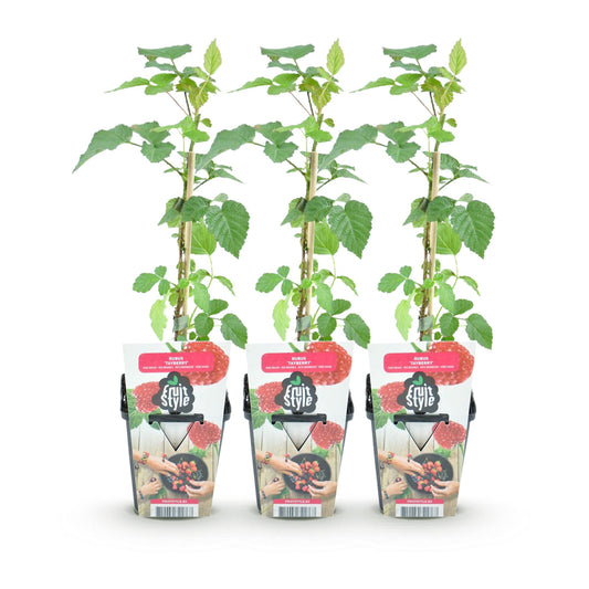 Tayberre Rubus Tayberry winterhart 3 Pflanzen Ø9cm Höhe 30cm – Kreuzung aus Himbeere & Brombeere – Rote Beeren für Garten & Balkon 