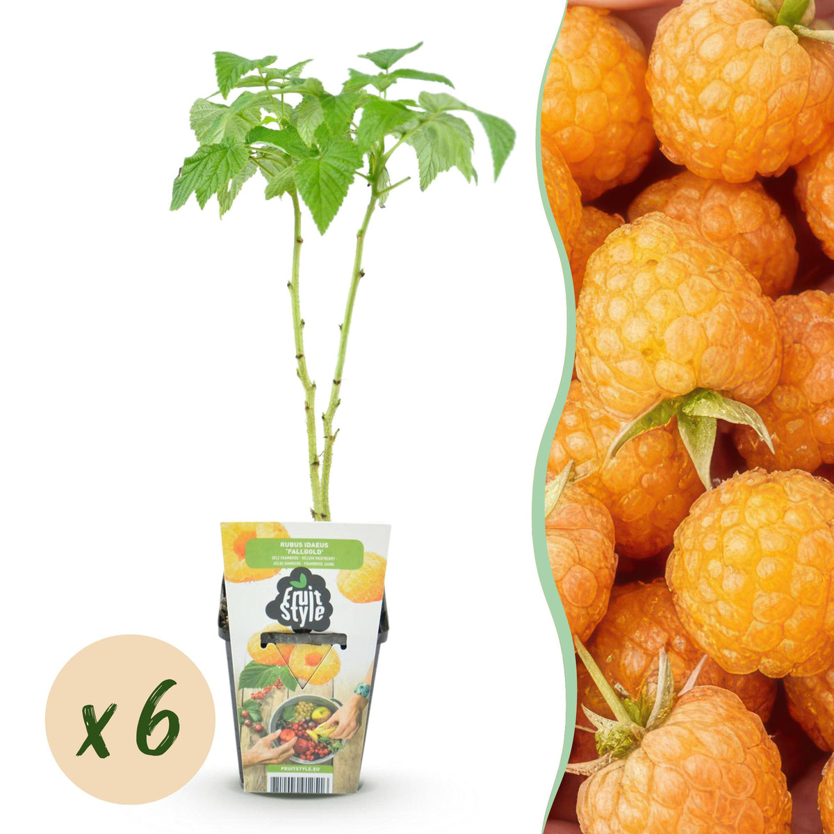GreenboutiQ - Obstpflanzen - Himbeere - Rubus idaeus Fallgold - Winterhart - 6 Pflanzen - Topf 9 cm - Gelbe Himbeere 