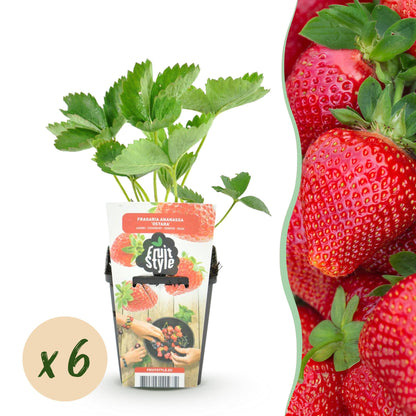 Erdbeere Fragaria Maxim winterhart 3 Pflanzen Ø9cm Höhe30cm – Rote Erdbeere für Beet Balkon & Topf – Pflegeleichte Obstpflanz