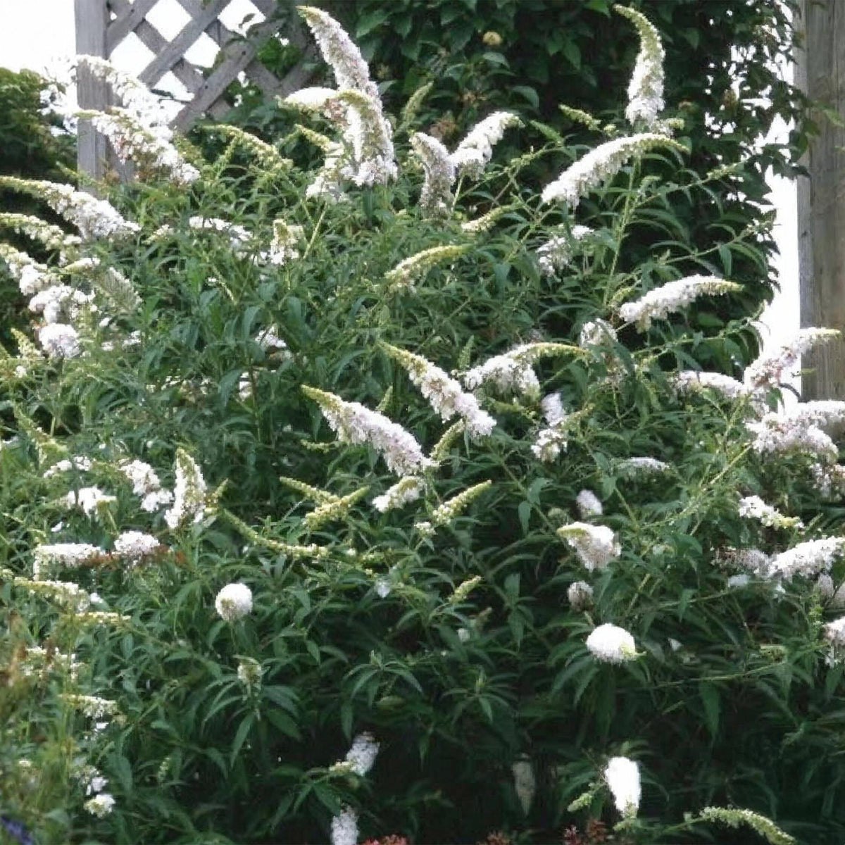 Green boutiQ - Garden Plant - Buddleja davidii White Profusion - Butterfly Bush - Hardy - White - 3 Plants - Pot 17cm - Height 45cm 