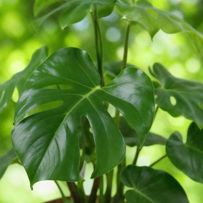 Green boutiQ - Zimmerpflanzen - Monstera Deliciosa - Fensterblatt - Pflegeleicht - mit Korb - Grün - 1 Pflanze - Topf 21cm - Höhe 70-80cm 