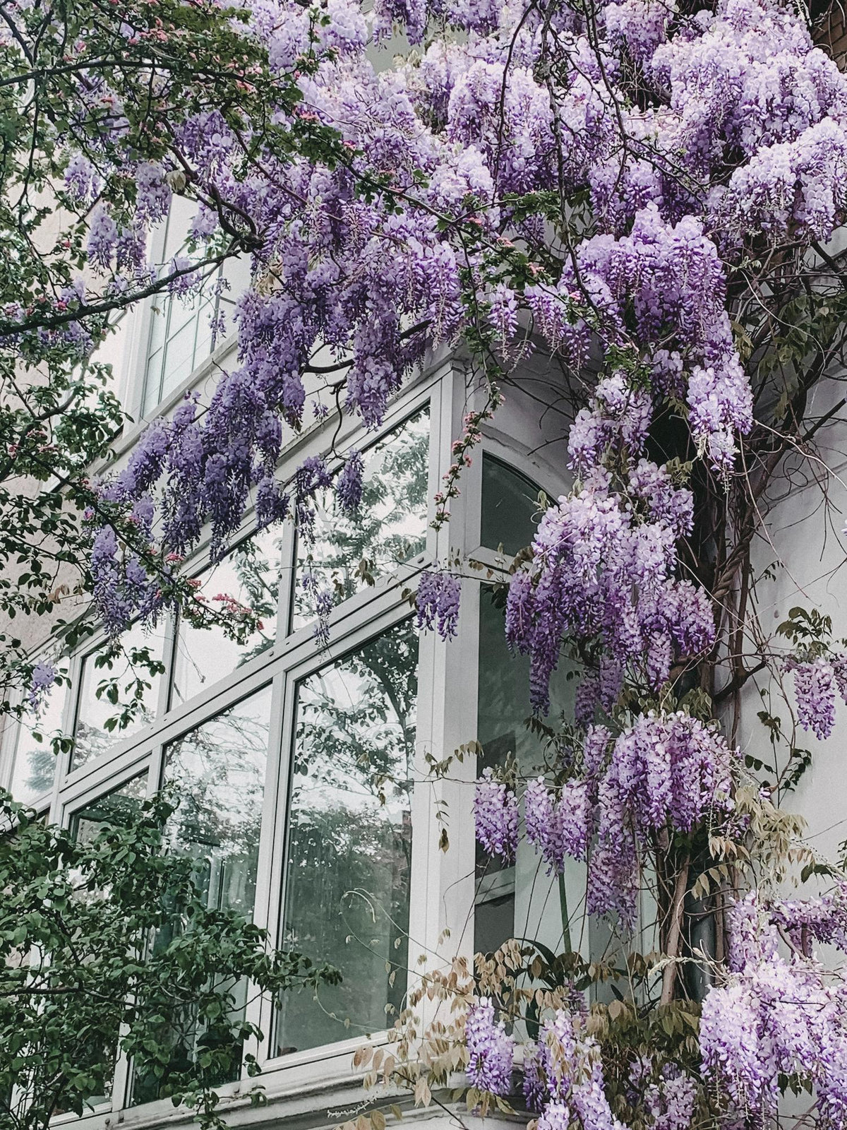 Blauregen - Wisteria floribunda 'Naga Noda' - Purpurner Regen - Ø15cm ↕65cm - Schnellwachsende Kletterpflanze mit langen, violetten Blütentrauben für Pergola, Zaun & Garten 