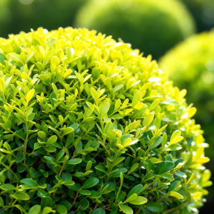 GreenboutiQ - Buxus Kugel - BetterBuxus Skylight - Resistenz gegen den Buxus-Schimmel - 2 Pflanzen - Topf 23cm Kugel 25cm 
