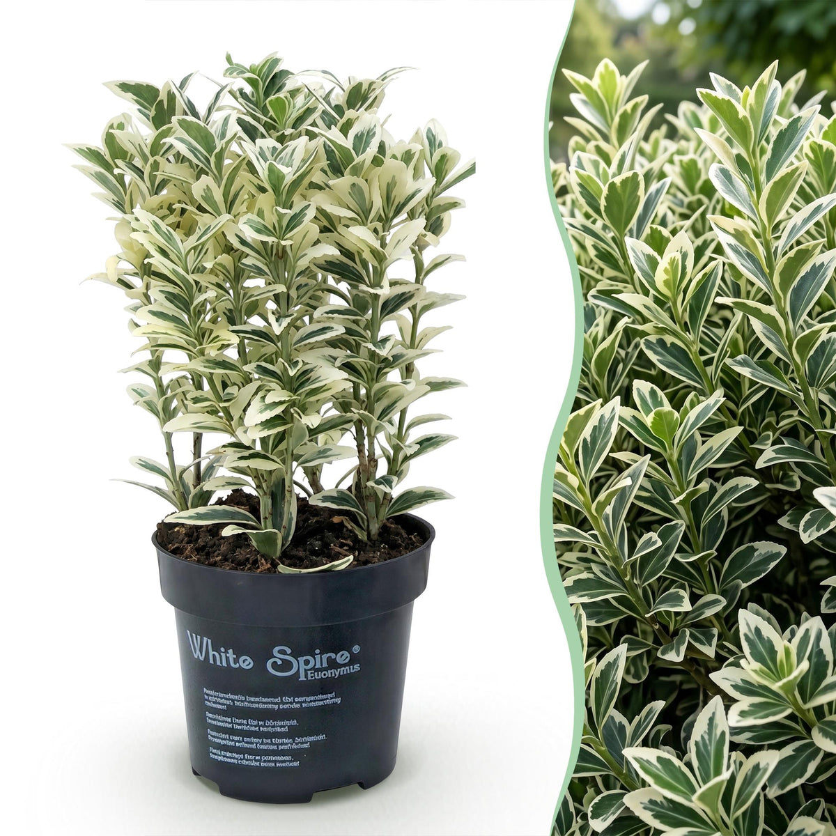Japanische Stechpalme 'Convexa' – Ilex crenata 'Convexa' – 16 Heckenpflanzen – Topf Ø9cm – Höhe 20-30cm – Ansicht 3
