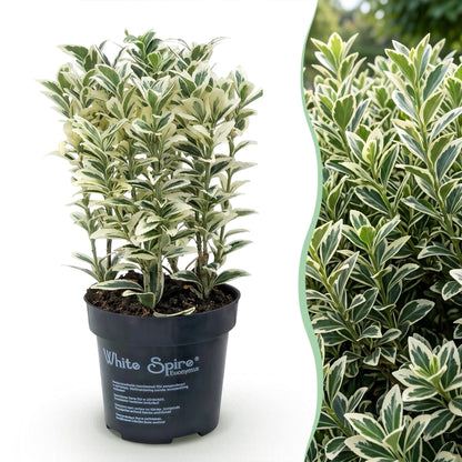 Japanische Stechpalme 'Convexa' – Ilex crenata 'Convexa' – 16 Heckenpflanzen – Topf Ø9cm – Höhe 20-30cm – Ansicht 3
