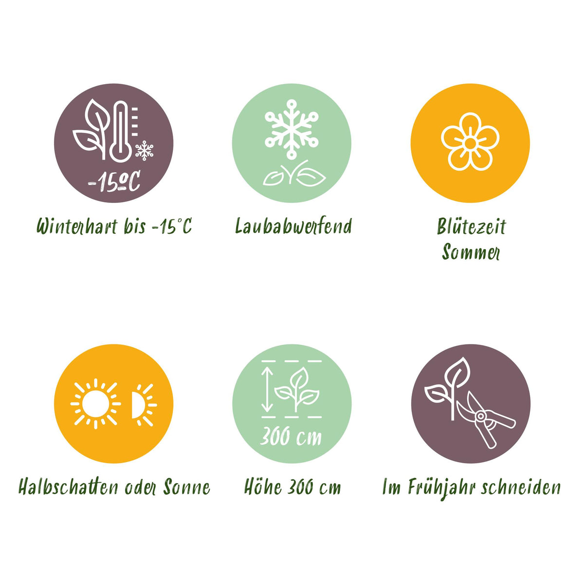 GreenboutiQ - Gartenpflanze - Cotinus coggyria Tricolour - Lila-Grün-Gelb - 3 Pflanzen - Laubabwerfend - Wenig Pflege - Topf 12cm Höhe 35cm 