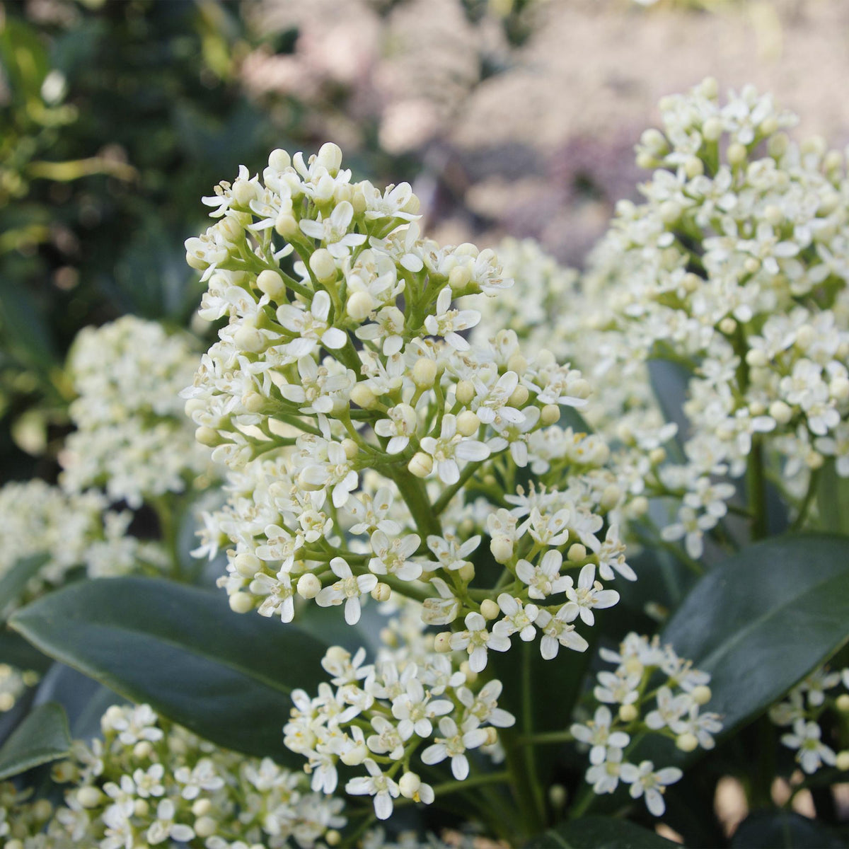 GreenboutiQ - Terrassenpflanze - Skimmia japonica Finchy - Blüte Weiß - 15+ Blüten - 2 Pflanzen - Winterhart - Topf 15cm Höhe 30cm 