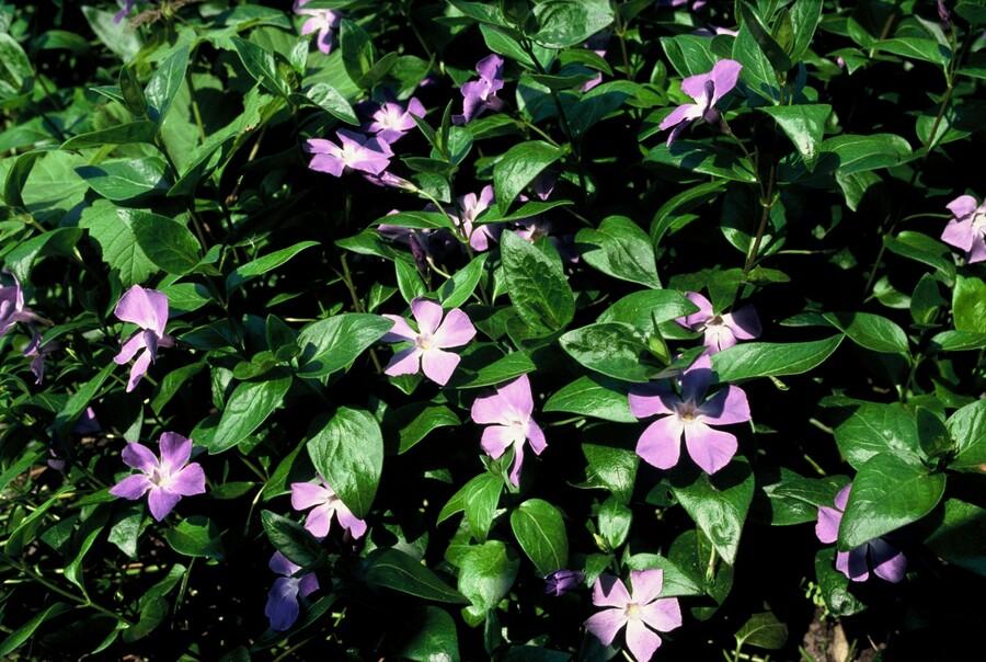 Großes Immergrün Vinca major – ↕10-25cm – Ø9cm – Immergrüner Bodendecker mit violett – blauen Blüten – Ansicht 31