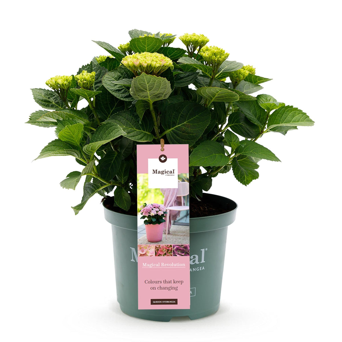 Hortensie Magical Revolution Pink – Rosa – Hydrangea macrophylla – 23 cm – Ca. 55 cm hoch – 6–10 Blüten – Für Balkon, Terrasse & Beet – Pflegeleicht & Blühfreudig 