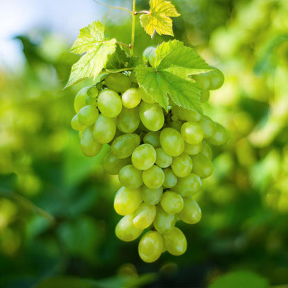 Weinrebe – Weiße Traube – Vitis vinifera Himrod – Obstpflanze – Kernlos – 2 Pflanzen – 15cm – Höhe ca. 50cm 
