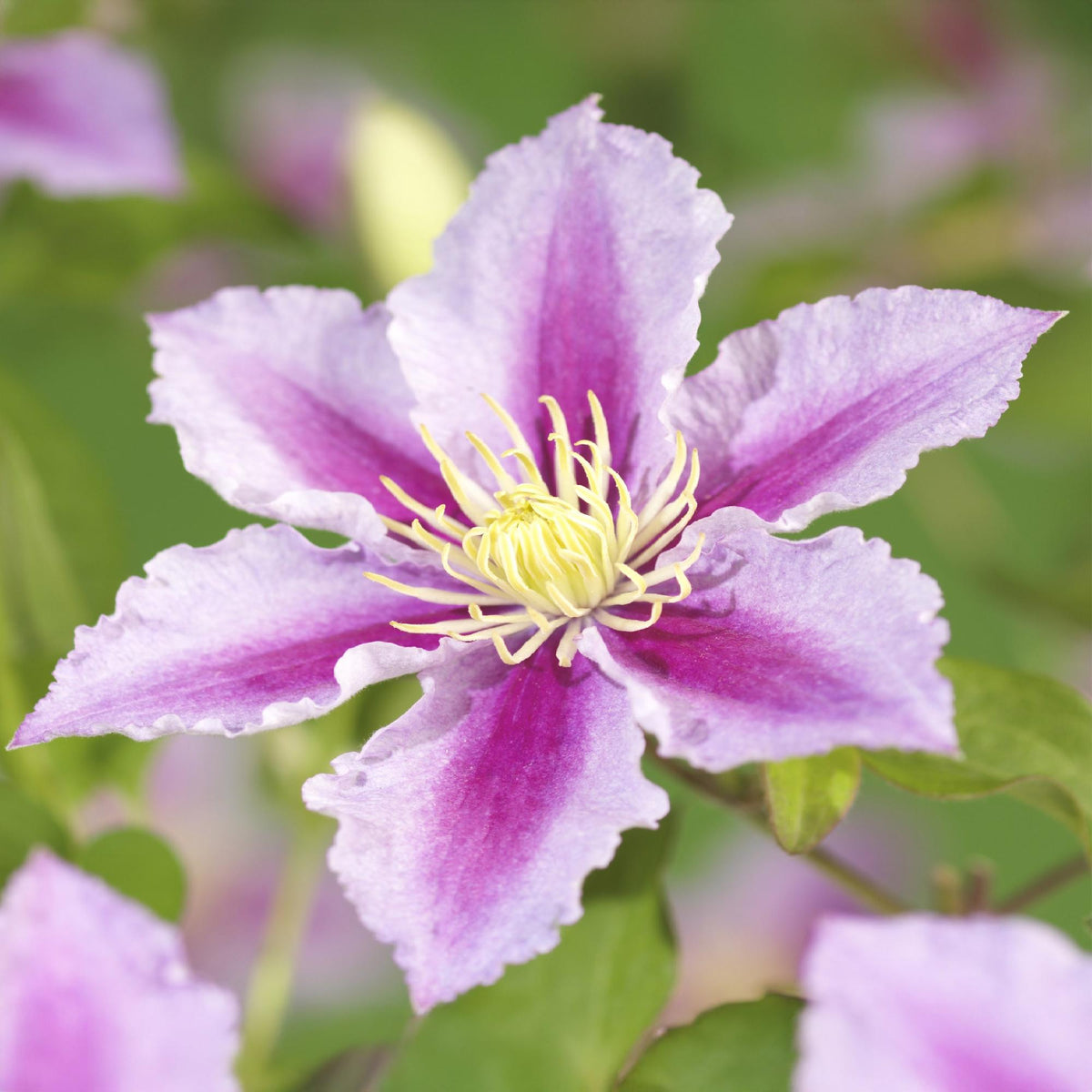 Kletterpflanze – Clematis Piilu – Rosa Blüten – 2 Pflanzen – 11cm – Höhe 40cm – Blüte Mai–September – Pflegeleicht & bienenfreundlich 