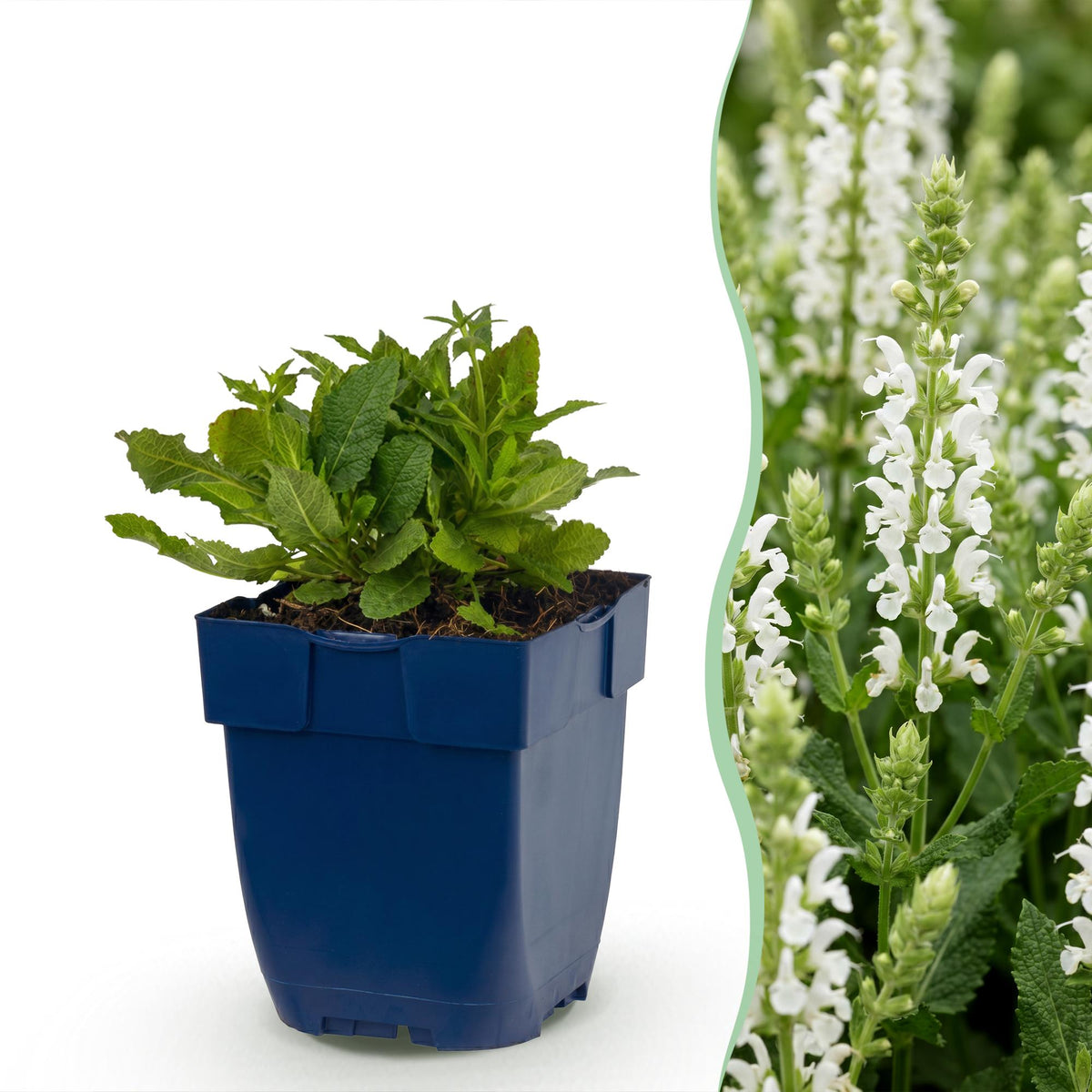 Steppen-Salbei 'Schneehügel' – Salvia nemorosa 'Schneehügel' – 12 Pflanzen – Topf Ø11cm