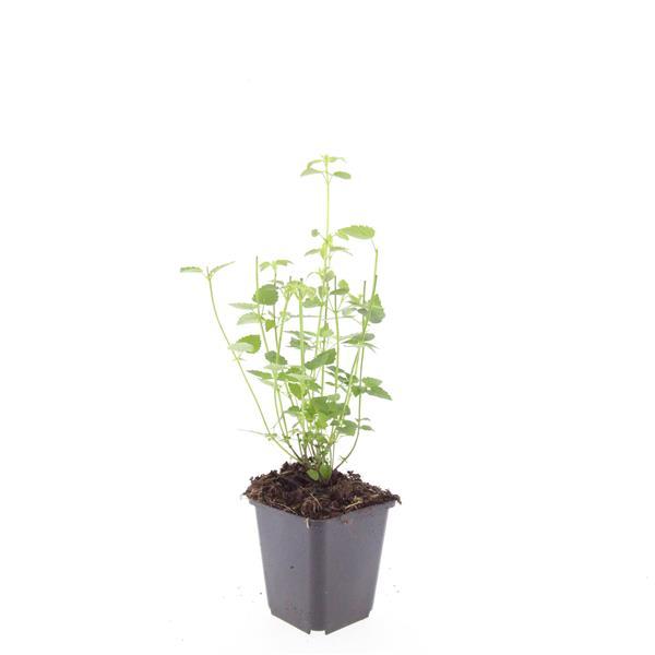 Asiatische Duftnessel Agastache 'Black Adder' – Staude mit dunkelvioletten Blüten – Ø9cm – Ansicht 22