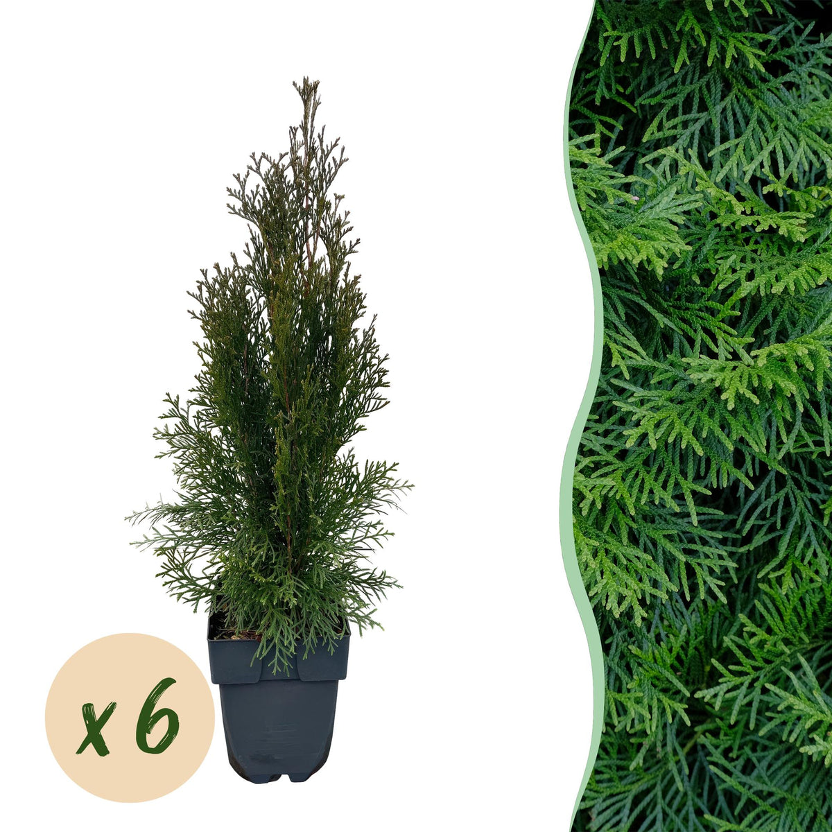 Lebensbaum Thuja occidentalis Smaragd – Immergrüne Heckenpflanze – 6 Pflanzen – 17 cm x H60 cm – Dichte, grüne Hecke 