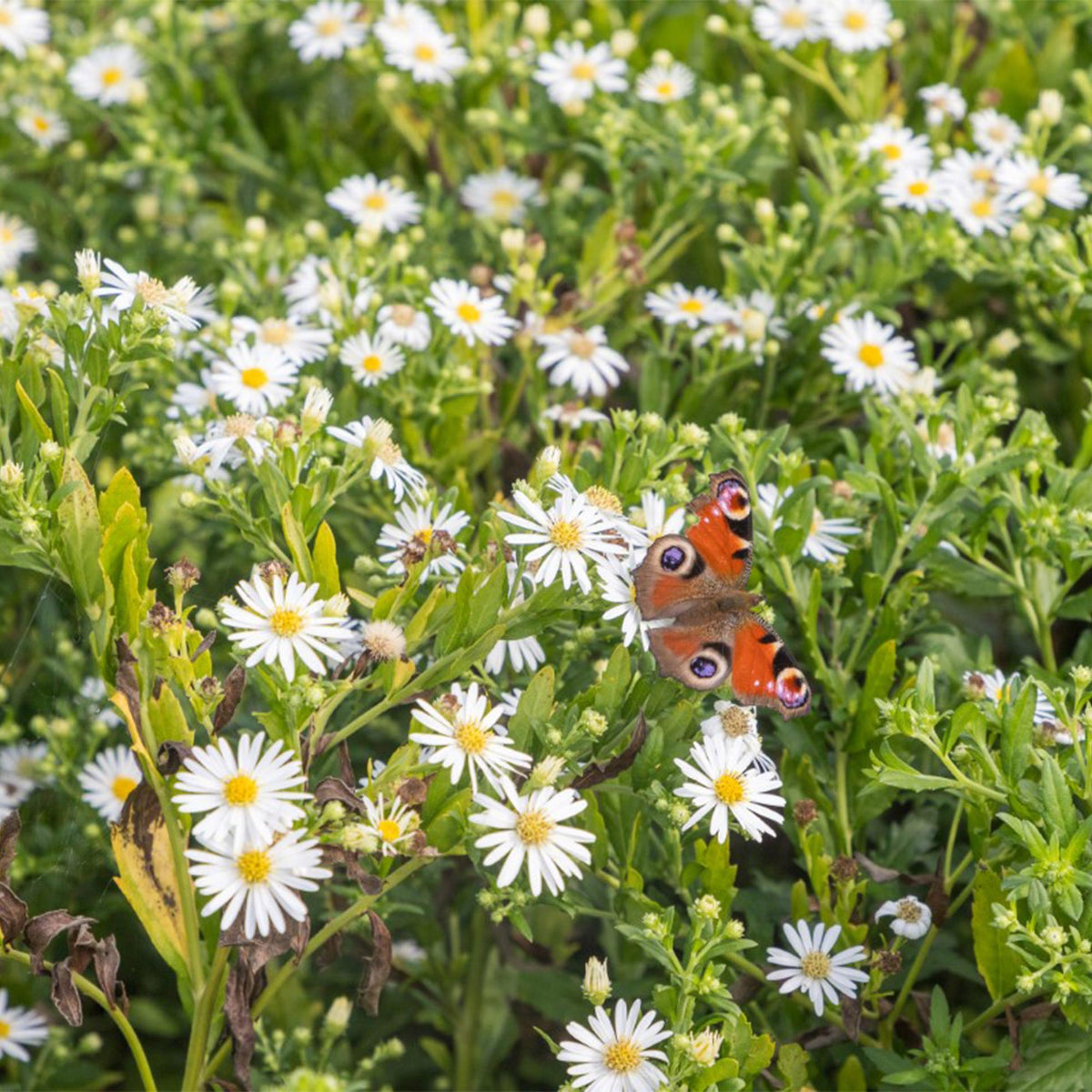 Staudenset „Weiß“ – 24 weißblühende Stauden für ca. 3 m² – Elegantes Borderpaket für sonnige Gartenbereiche – Pflegeleicht & harmonisch abgestimmt – Ø11 cm 
