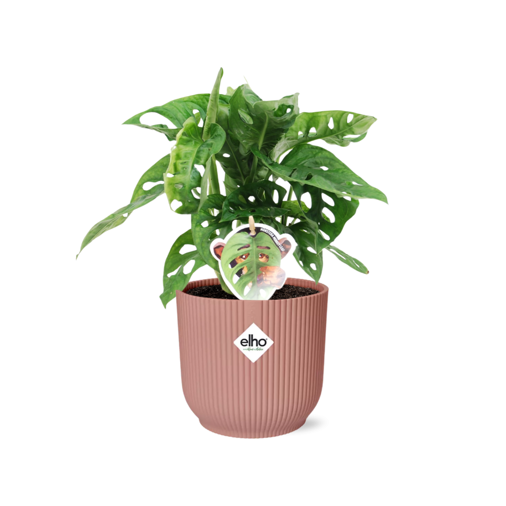 Fensterblatt – Monstera ‘Monkey Leaf’ im Topf Vibes Fold 14cm – Zimmerpflanze im Dekotopf Rose – Pflegeleicht & luftreinigend – Tropisches Flair für Wohnräume 