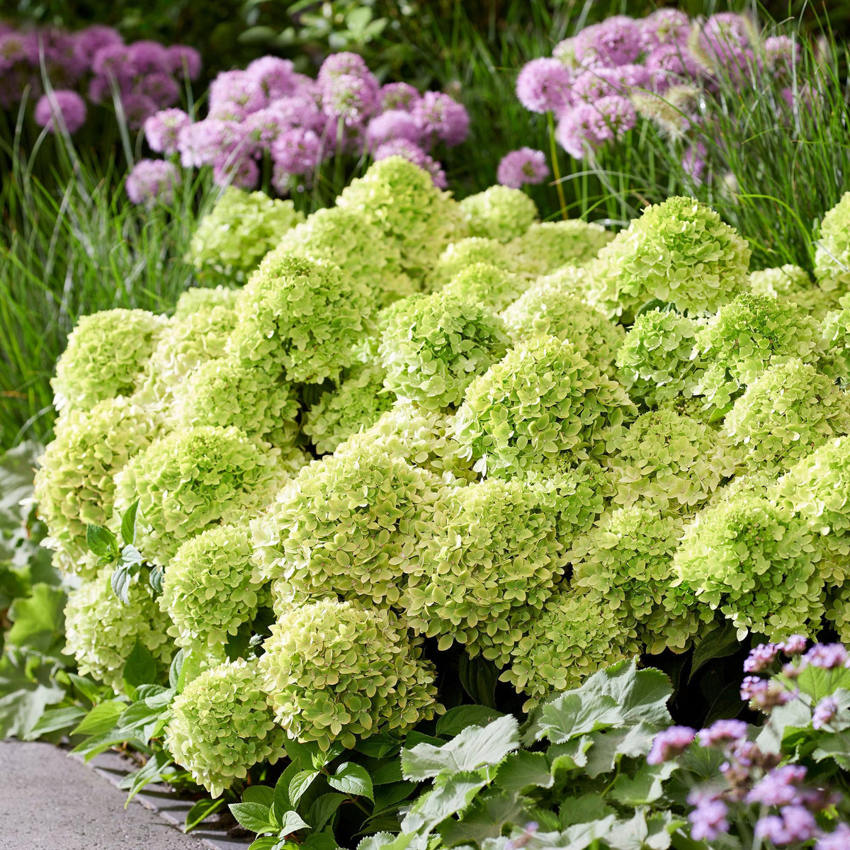 Green boutiQ - Gartenpflanze - Hydrangea panniculata Groundbreaker Greeny - Rispenhortensie - Frosthart - Creme - 2 Pflanzen - Topf 14cm - Höhe 20-25cm 