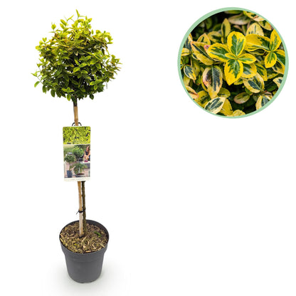 Euonymus fortunei 'Emerald 'n Gold' – Immergrüne Stamm-Pflanze – grün-goldenes Laub – pflegeleicht & kompakt – Terrassen- & Gartenpflanze – Ø19cm – Höhe ca. 90cm 