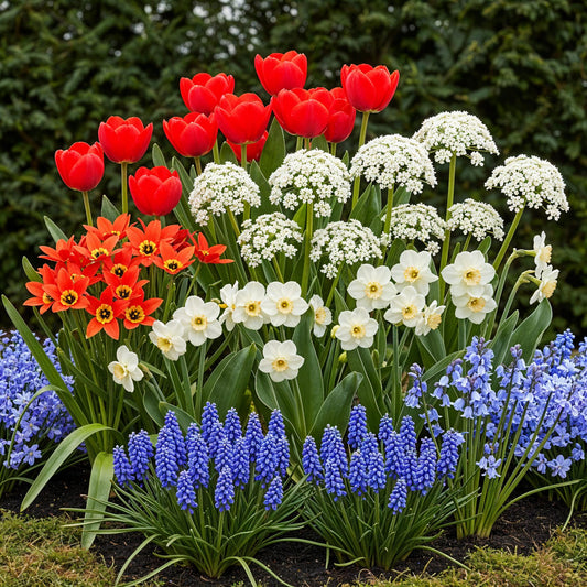 GreenboutiQ - Blumenzwiebeln - Bulbs From Holland - Verschiedene Farben - 125 Stück - Geschenkverpackung 