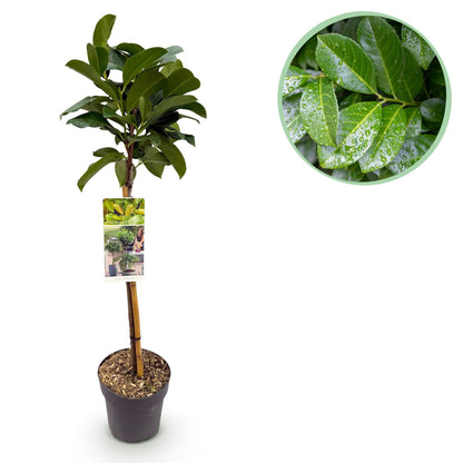 Kirschlorbeer - Prunus laurocerasus Etna – Stamm-Pflanze – Immergrün – Höhe ca. 90 cm – Topf Ø19 cm – Pflegeleicht – Für Terrasse, Balkon & Garten – Dekorativ & robust 