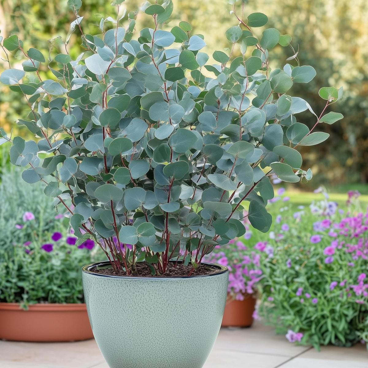 Eukalyptusbaum Eucalyptus gunnii – Winterhart – Terrassenpflanze – Grau – Ø17cm, Höhe ca. 40cm – Ansicht 15
