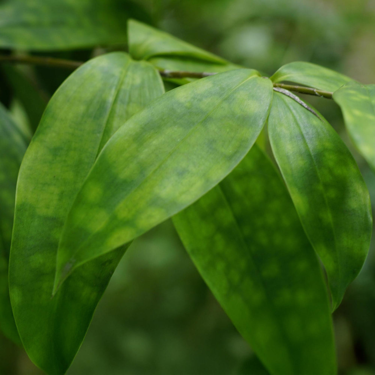 Green boutiQ - Zimmerpflanzen - Dracaena surculosa - Drachenblutbaum - Wenig Pflege - Grün - 1 Pflanze - Topf 17cm - Höhe 60-70cm 