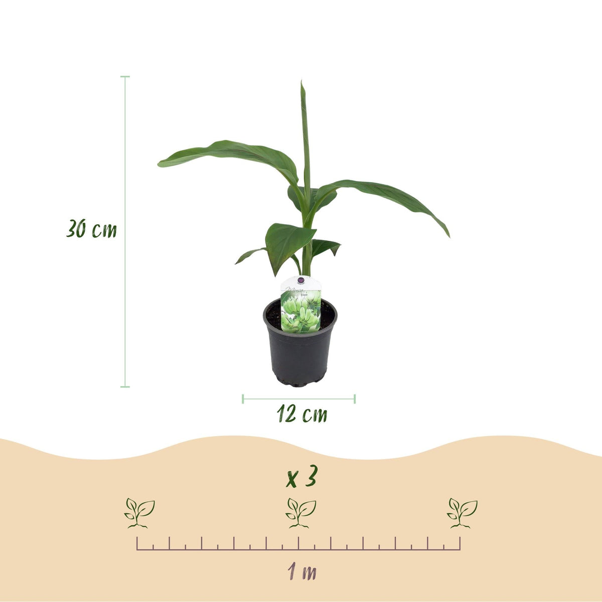 Bananenpflanze Musa Basjoo – Winterhart – Obstpflanze – Ø12cm, Höhe ca. 30cm – Ansicht 15