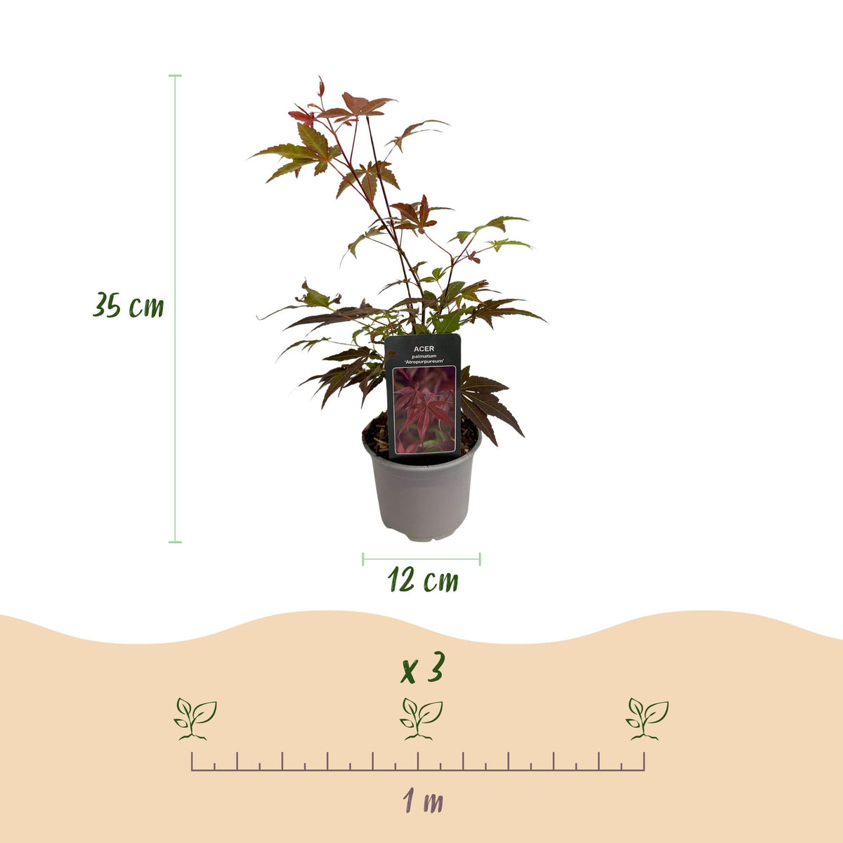 GreenboutiQ - Gartenpflanze - Acer palmatum Atropurpureum - Lila - 1 Pflanze - Laubabwerfend - Wenig Pflege - Topf 12cm Höhe 35cm 