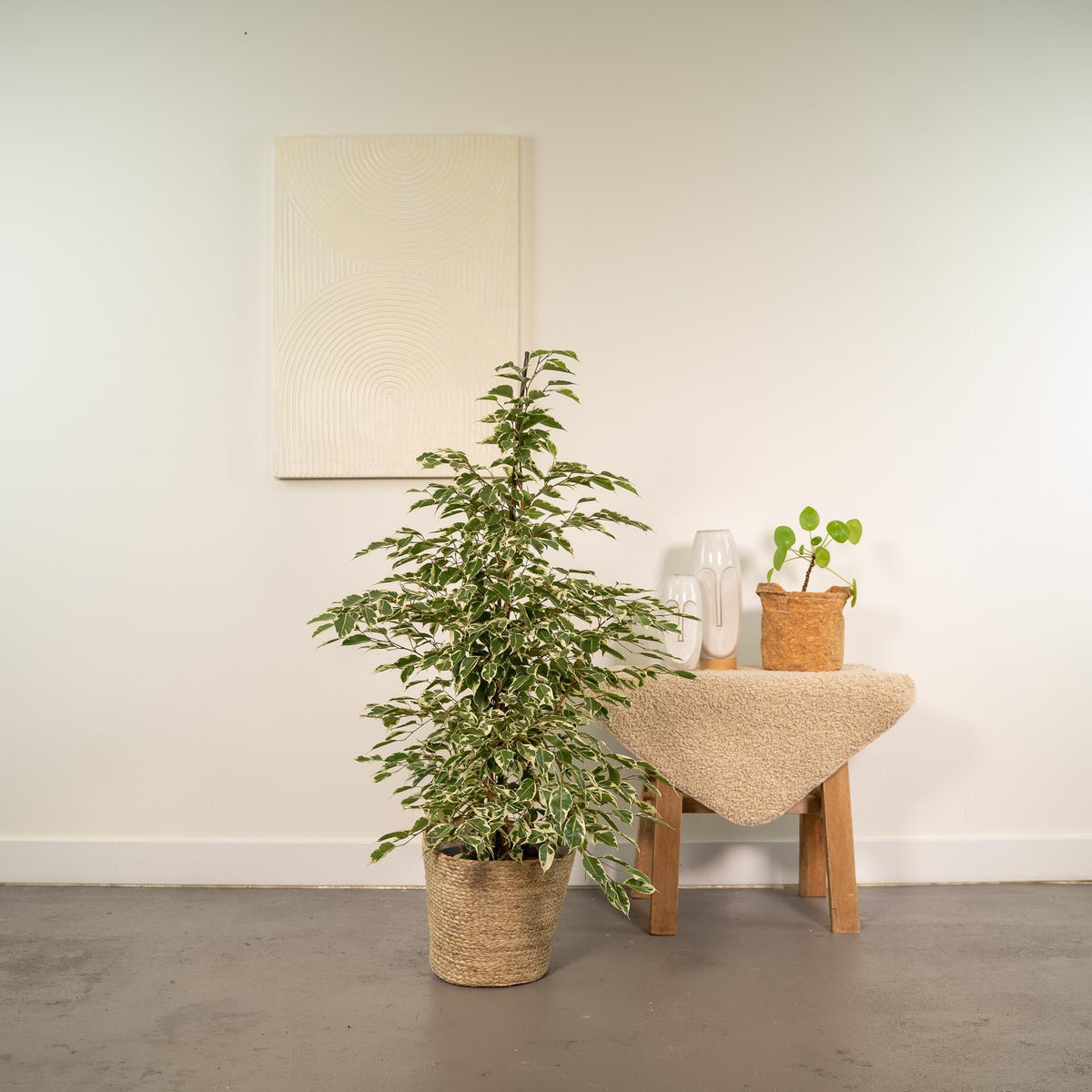 Ficus benjamina Twilight - Ø21cm - ↕95cm + Korb Selin 