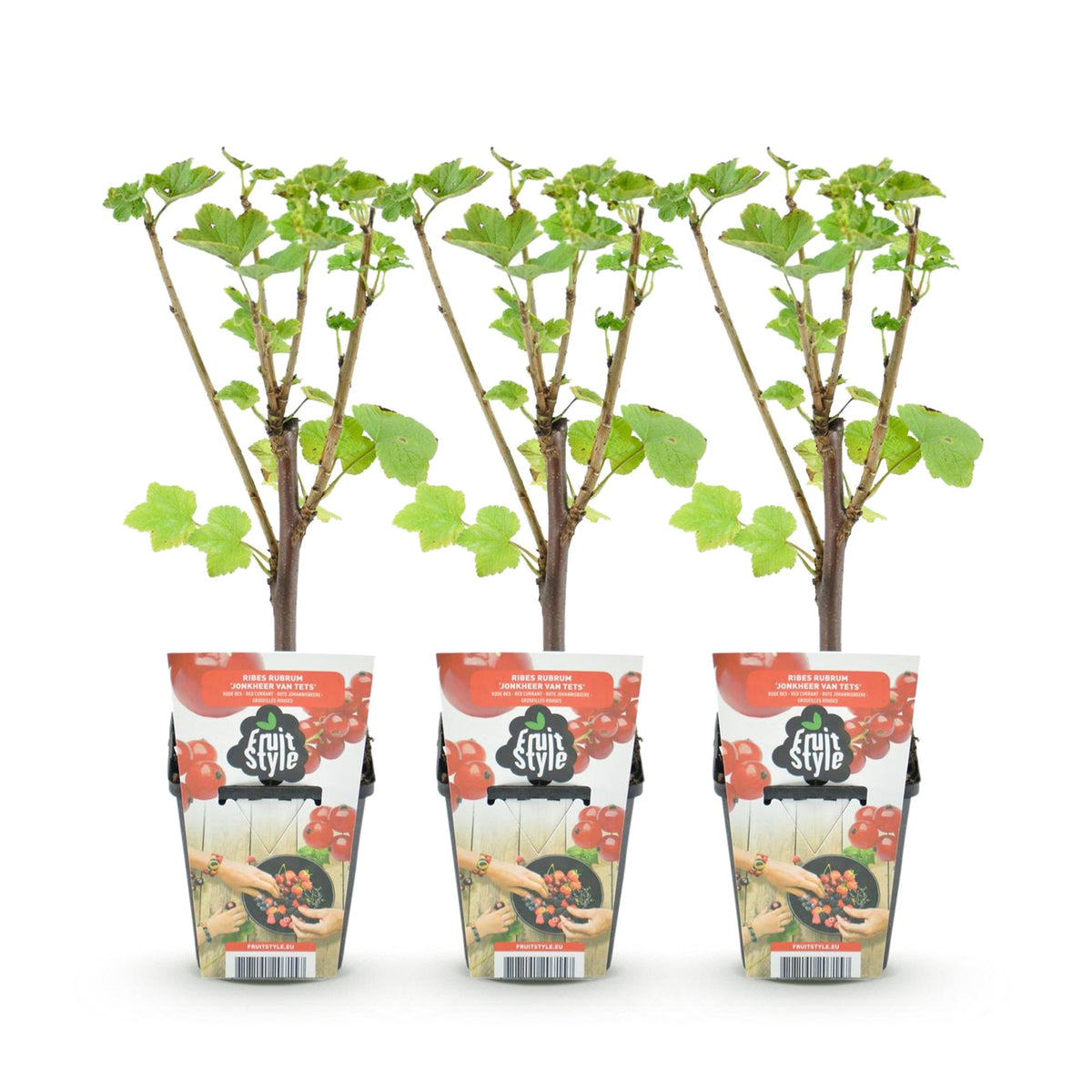 Rote Johannisbeere Ribes rubrum Jonkheer van Tets winterhart 3 Pflanzen Ø9cm Höhe30cm – Ertragreiche Johannisbeerpflanze für Garten Balkon & Terrasse 