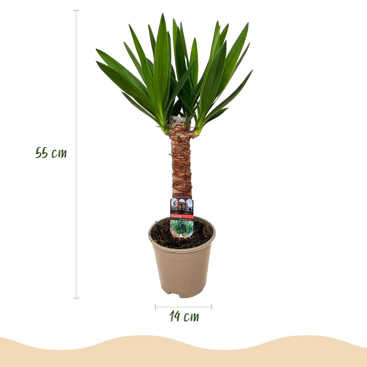 Palmlilie Yucca Elephantipes – 55cm – 14cm – Pflegeleichte Palmlilie mit langen, schmalen Blättern – Robuste, luftreinigende Zimmerpflanze für moderne Wohnräume 