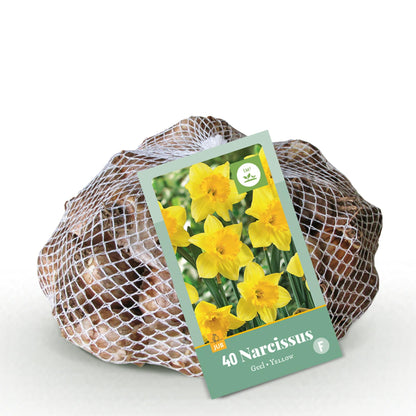 GreenboutiQ - Blumenzwiebeln - Narcis Yellow - Farbe Gelb - 40 Stück - Zwiebelgröße 10/12 