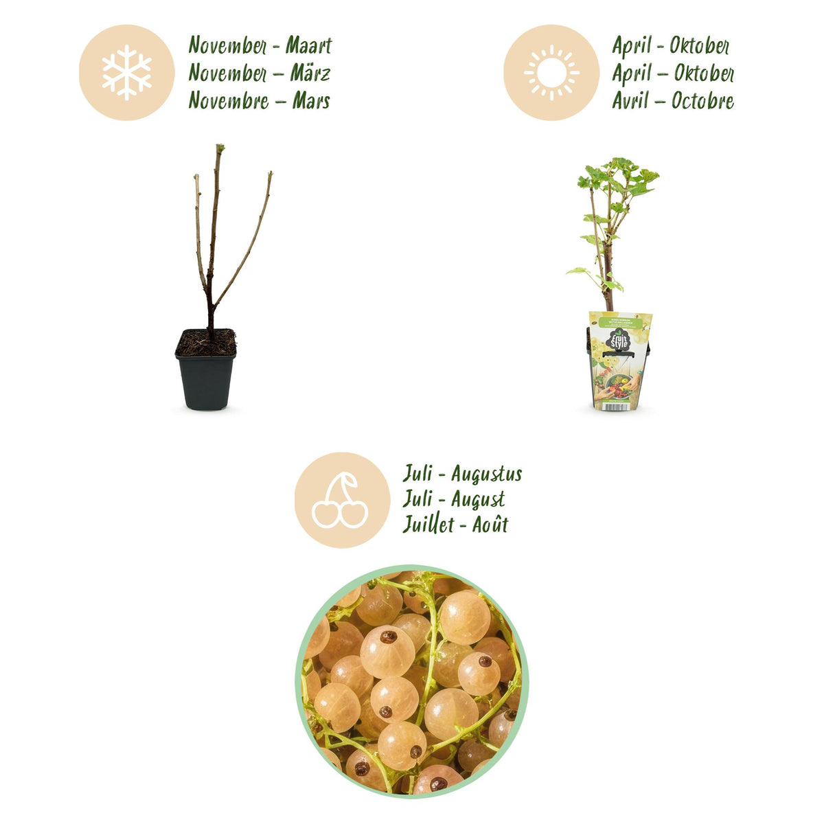 Weiße Johannisbeere Ribes rubrum Witte Hollander winterhart 3 Pflanzen Ø9cm Höhe30cm – Aromatische helle Beeren für Garten Beet Balkon & Terrasse 