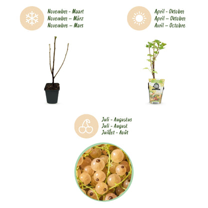 Weiße Johannisbeere Ribes rubrum Witte Hollander winterhart 3 Pflanzen Ø9cm Höhe30cm – Aromatische helle Beeren für Garten Beet Balkon & Terrasse 