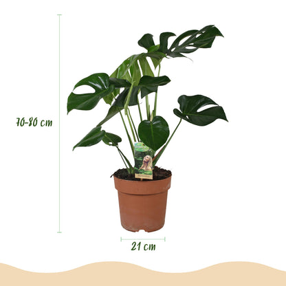 Green boutiQ - Zimmerpflanzen - Monstera Deliciosa - Fensterblatt - Pflegeleicht - Grün - 1 Pflanze - mit Potter Grau - Topf 21cm - Höhe 70-80cm 