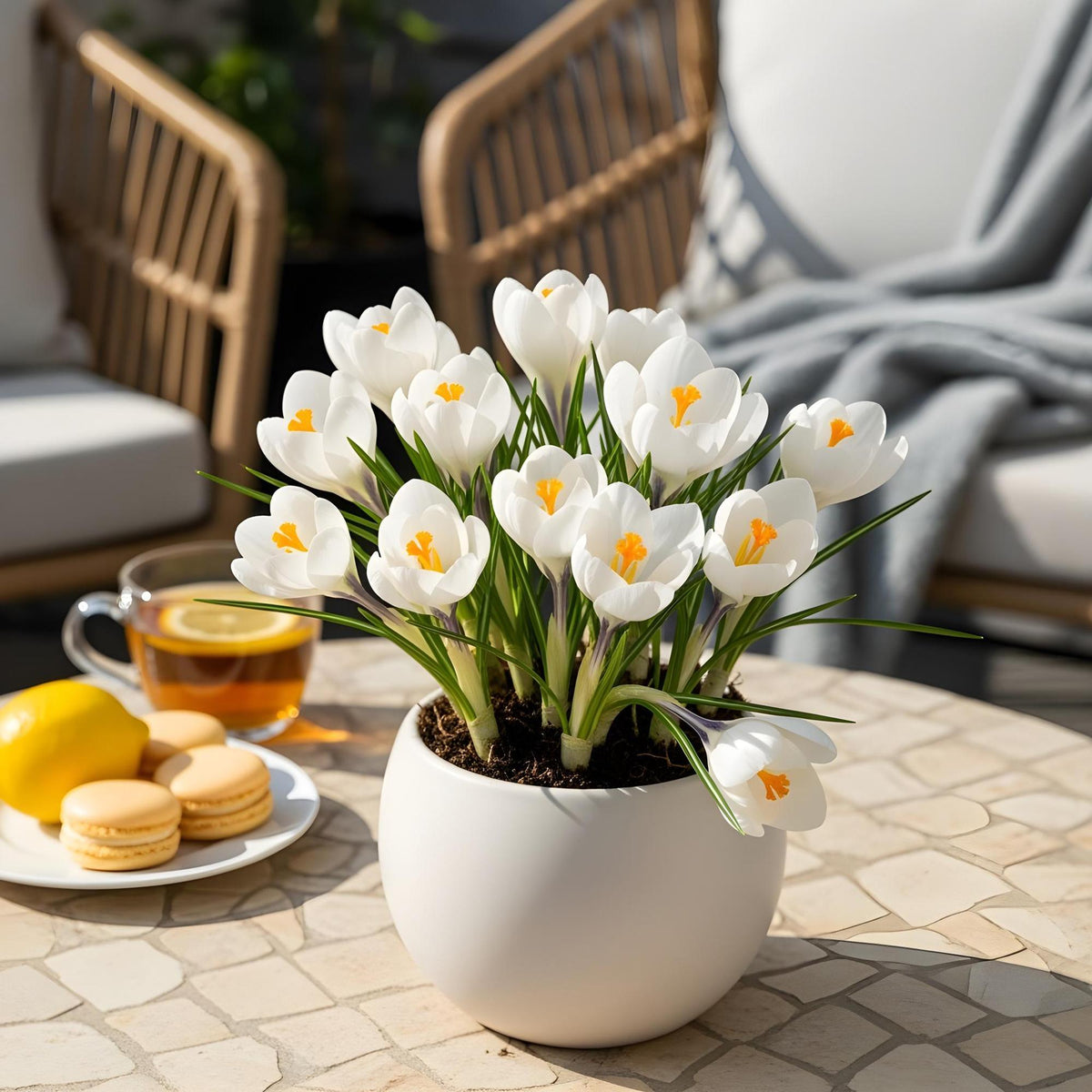 GreenboutiQ - Blumenzwiebeln - Crocus White - Farbe Gelb - 30 Stück - Zwiebelgröße 7/8 - XXL Pack 