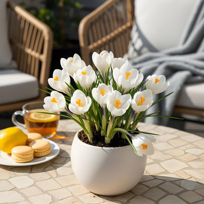 GreenboutiQ - Blumenzwiebeln - Crocus White - Farbe Gelb - 30 Stück - Zwiebelgröße 7/8 - XXL Pack 