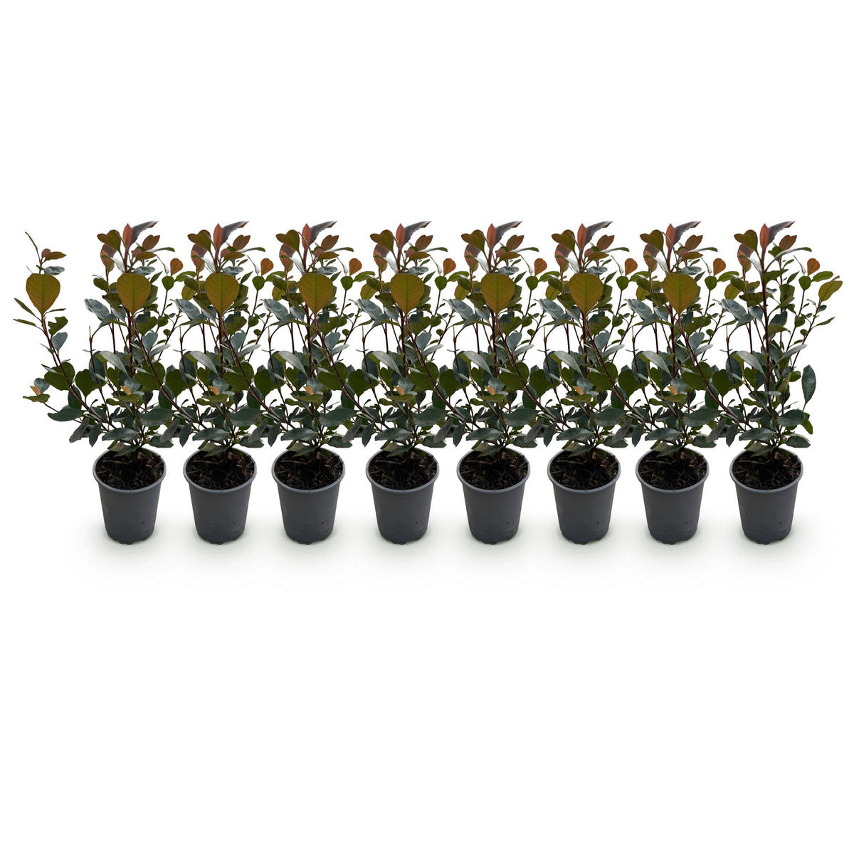 GreenboutiQ - Heckenpflanzen - Photinia Little Red Robin - Blatt Rot - 8 Pflanzen - 1 Laufmeter - Immergrün - Topf 9cm Höhe 30-35cm 