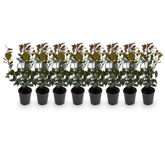 GreenboutiQ - Heckenpflanzen - Photinia Little Red Robin - Blatt Rot - 8 Pflanzen - 1 Laufmeter - Immergrün - Topf 9cm Höhe 30-35cm 