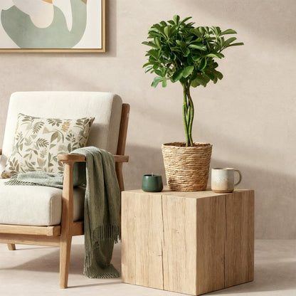Green boutiQ - Zimmerpflanzen - Schefflera Nora - Fingerbaum - Wenig Pflege - mit Korb - Grün - 1 Pflanze - Topf 21cm - Höhe 70-82cm 