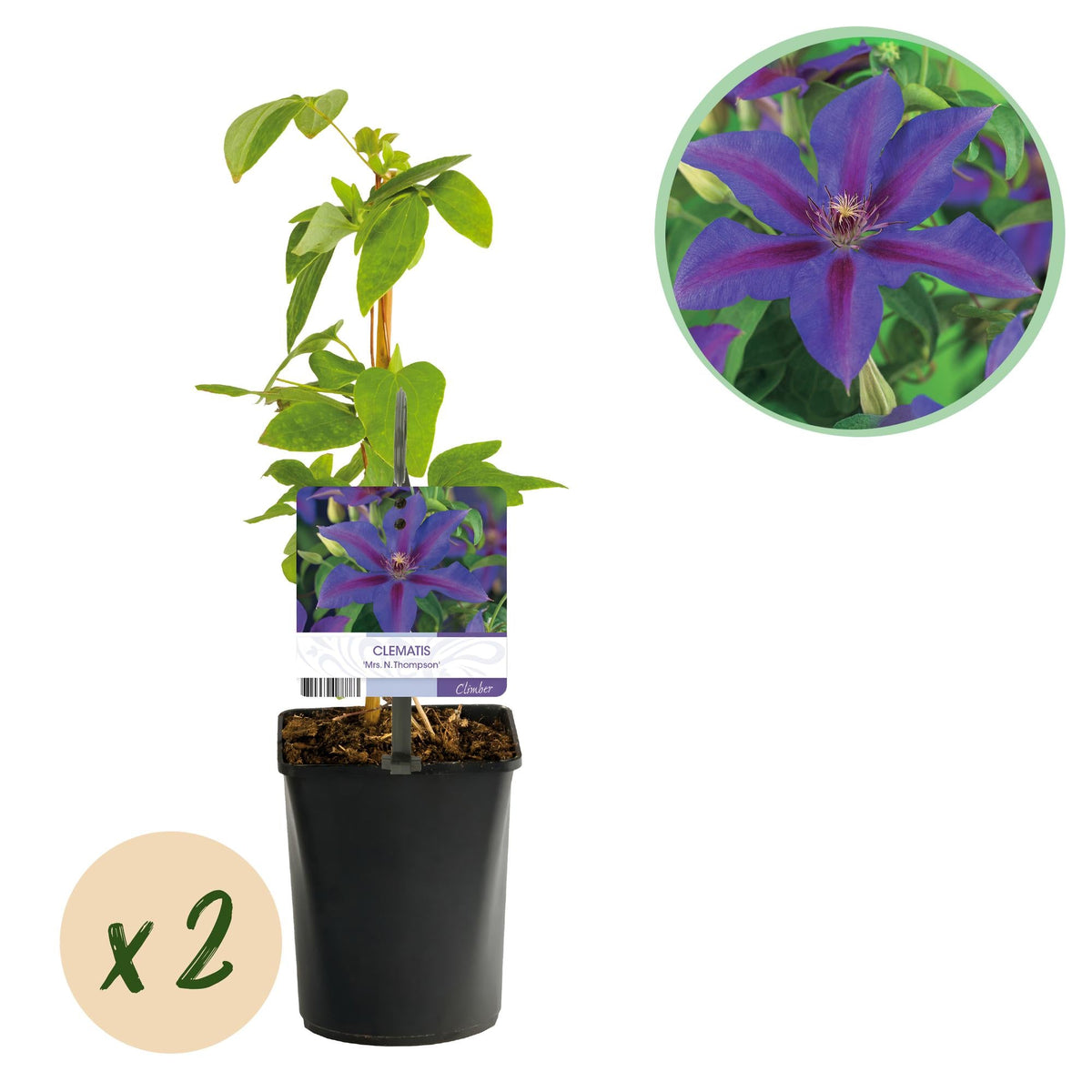 Kletterpflanze Clematis Mrs. N. Thompson – Lila Blüten – Wenig Pflege – 2 Pflanzen – 11 cm Höhe 40 cm – Für Garten, Balkon & Pergolen 