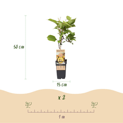 Green boutiQ - Obstpflanze - Actinidia Weiki & Golden Kiwi - Kiwi-Pflanze - 1 Männlich - 2 Weiblich - Pflanzen - Gelb - Topf 15cm - Höhe 50cm 
