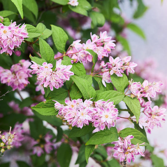 Sternchenstrauch – Deutzia hybrida Strawberry Fields – Rosa Blüten – Strauch – 17cm – Höhe 45cm – Wenig Pflege 