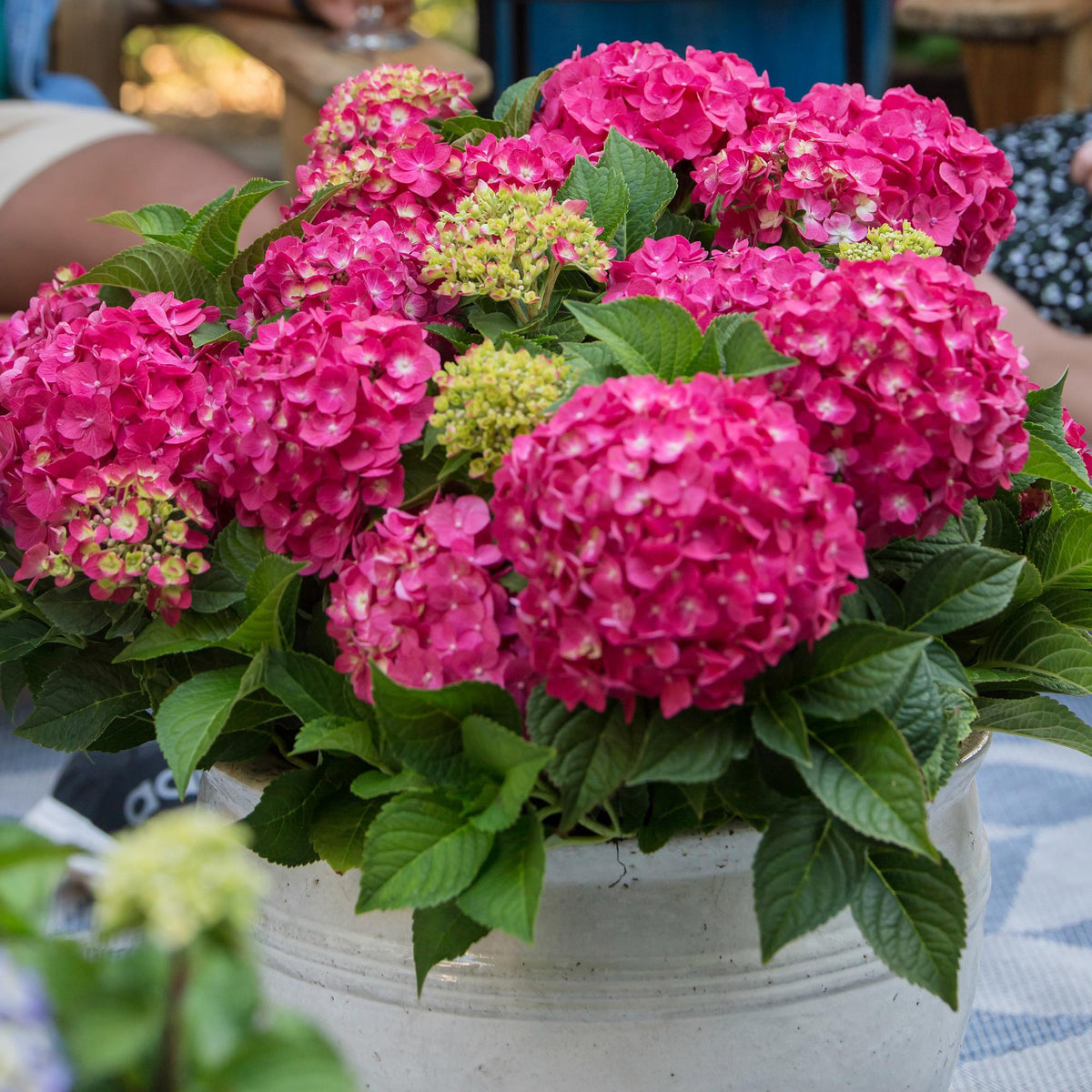 Green boutiQ - Gartenpflanze - Hydrangea Endless Summer Summer Love Red - Hortensie - Winterhart - Rot - 1 Pflanze - Topf 14cm - Höhe 20-25cm 