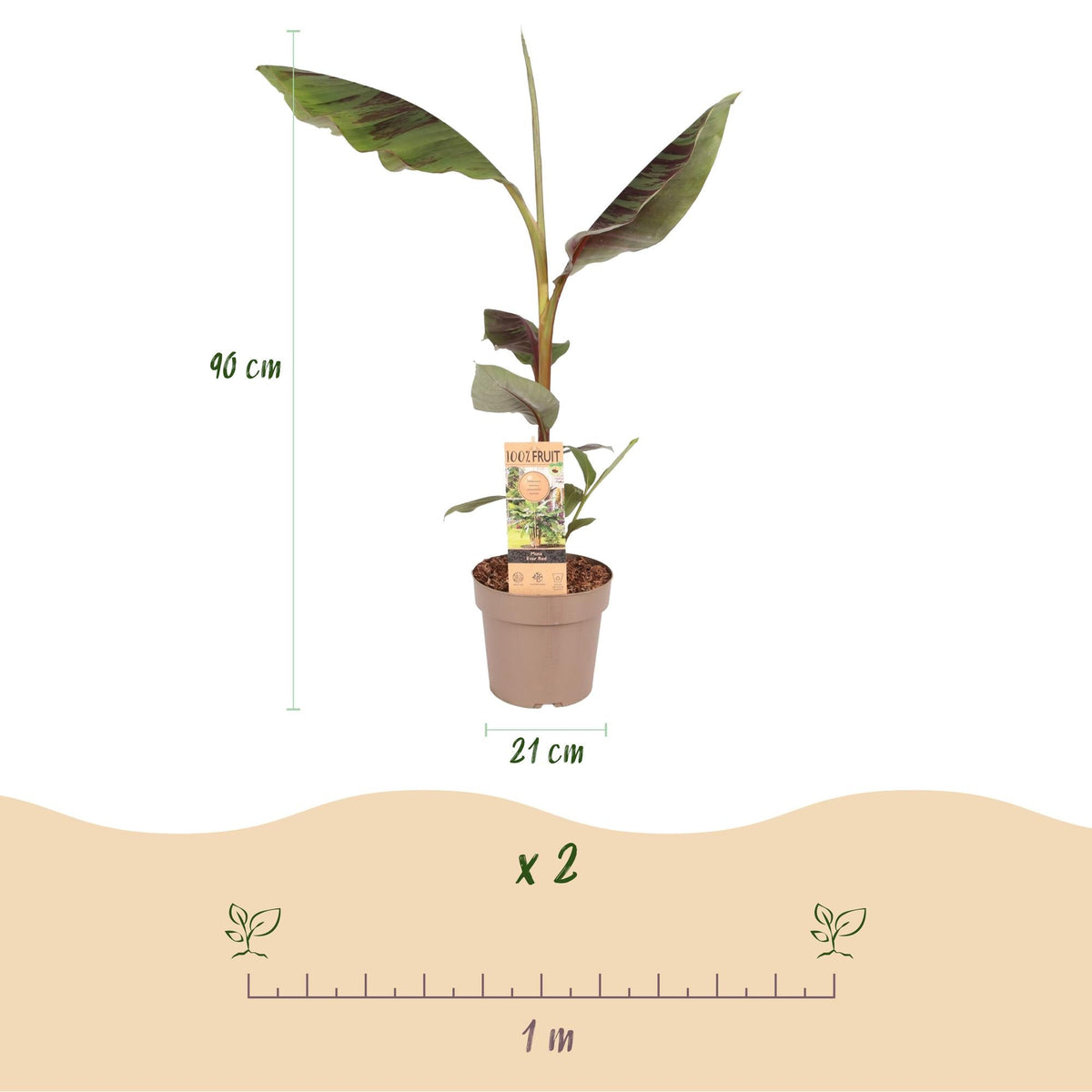 Japanische Faserbanane Musa Ever Red – Obstpflanze – Winterhart – Ø21 cm – Höhe ca. 90 cm – Rote Stängel & grüne Blätter – Tropisches Flair für Garten & Balkon 
