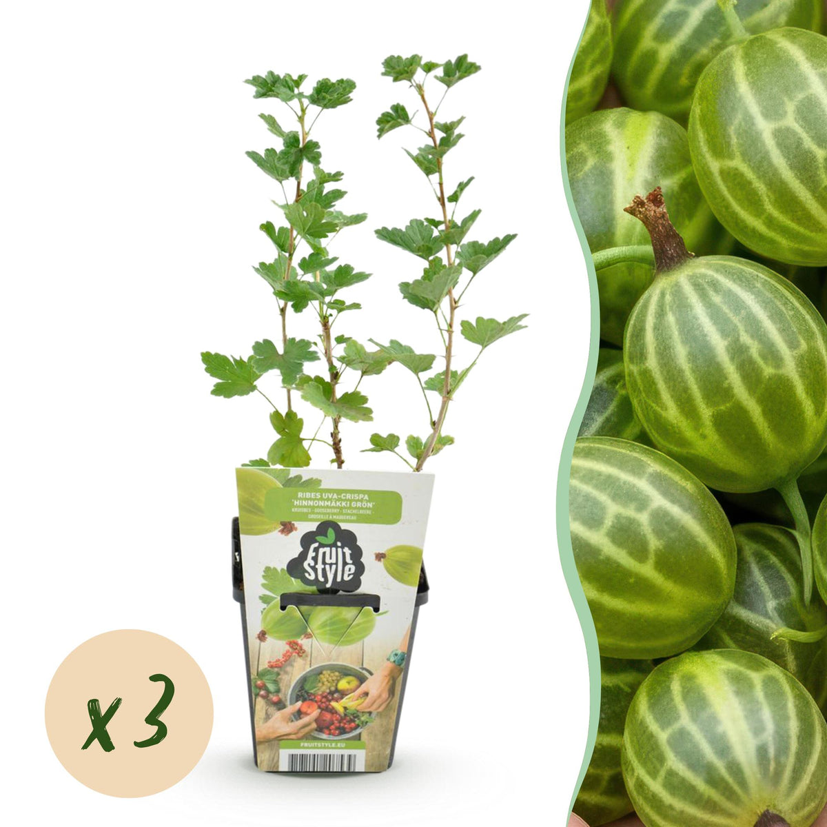 Grüne Stachelbeere Ribes uva-crispa Hinnonmaki Grün winterhart 3 Pflanzen Höhe 30cm Ø9cm – für Garten Beet Balkon & Terrasse 